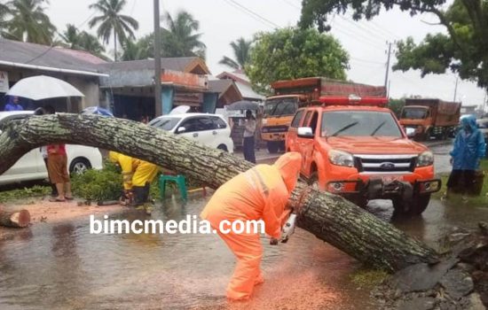 Akibat Hujan Lebat, Pohon Tua Tumbang di Aceh Barat