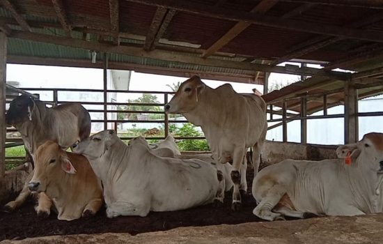 Di Kota Langsa, Persediaan Daging Meugang Dipastikan Cukup
