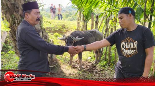Meriahkan Tradisional Meugang di Aceh Barat, T. Muhammad Arfan Serah 8 Ekor Kerbau untuk Warga Meureubo