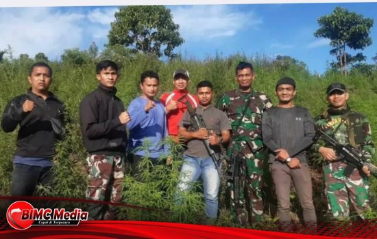 Personil Gabungan Korem 012 Teuku Umar Temukan Ladang Ganja 8,9 Hektar di Nagan Raya